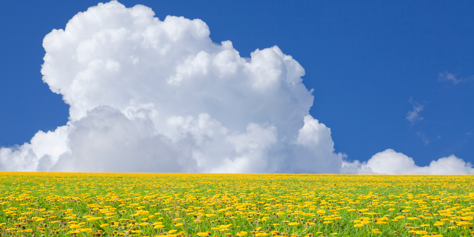 Rapporter om transporter och hållbarhet